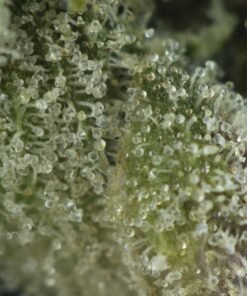 Alternative view of All Gas OG (LSO)