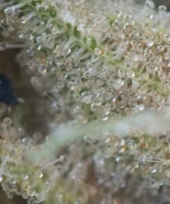 Alternative view of Pink Wagyu by Pluto Craft Cannabis