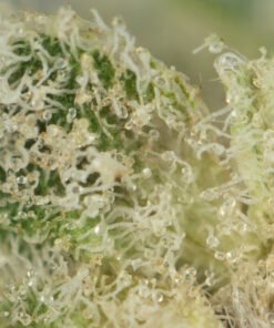 Alternative view of Mike Tyson by Pluto Craft Cannabis