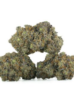 Mike Tyson by Pluto Craft Cannabis